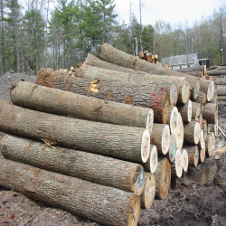 High Grade Hardwood Logs For Sale - Weaber Lumber